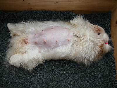 Kennel Miki Nanoq Smilla
